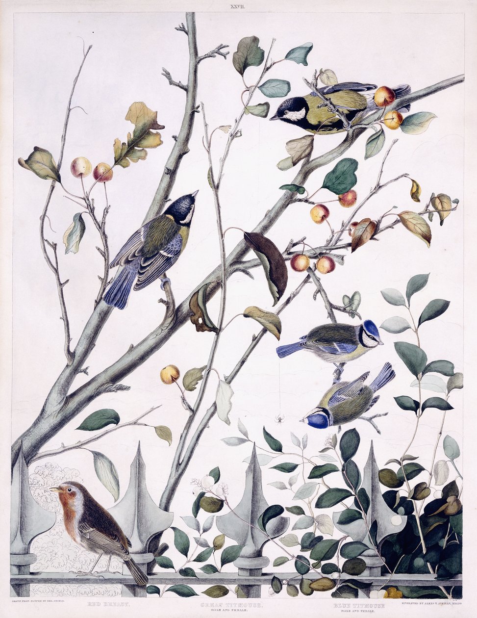 Red Breast (Robin), Great Titmouse (Male and Female) and Blue Titmouse (Male and Female) by George (after) Shield