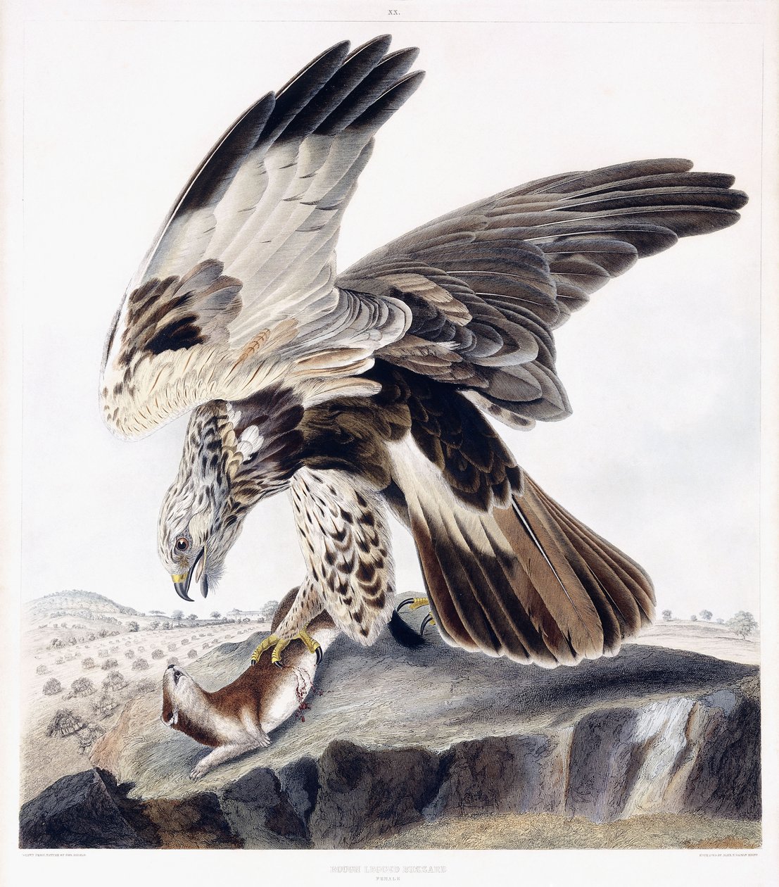 Rough Legged Buzzard (Female) by George (after) Shield