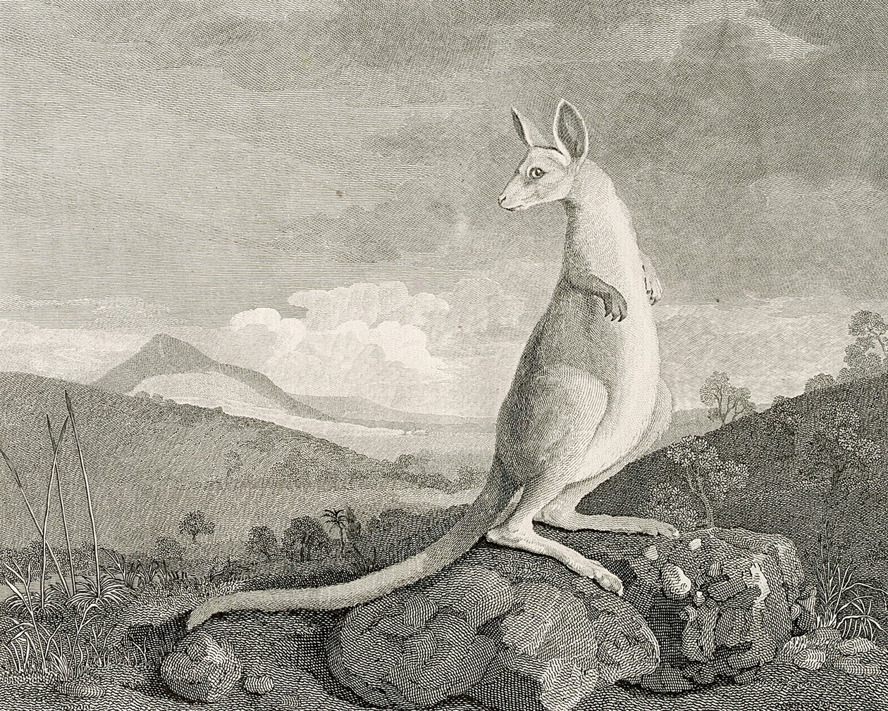An animal found on the coast of New Holland, called Kanguroo, c.1773 by George (after) Stubbs
