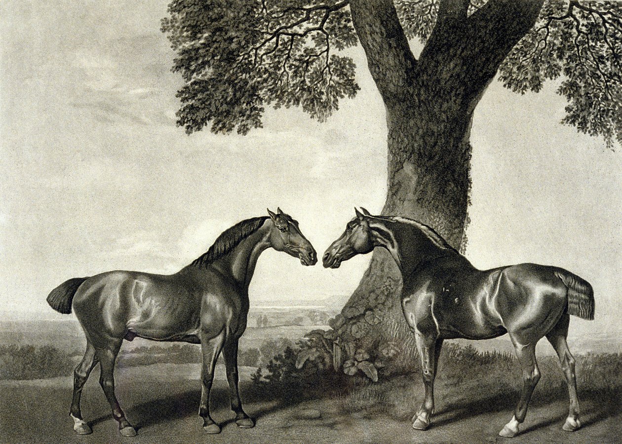 Two Hunters (engraved by G.T. Stubbs) by George (after) Stubbs
