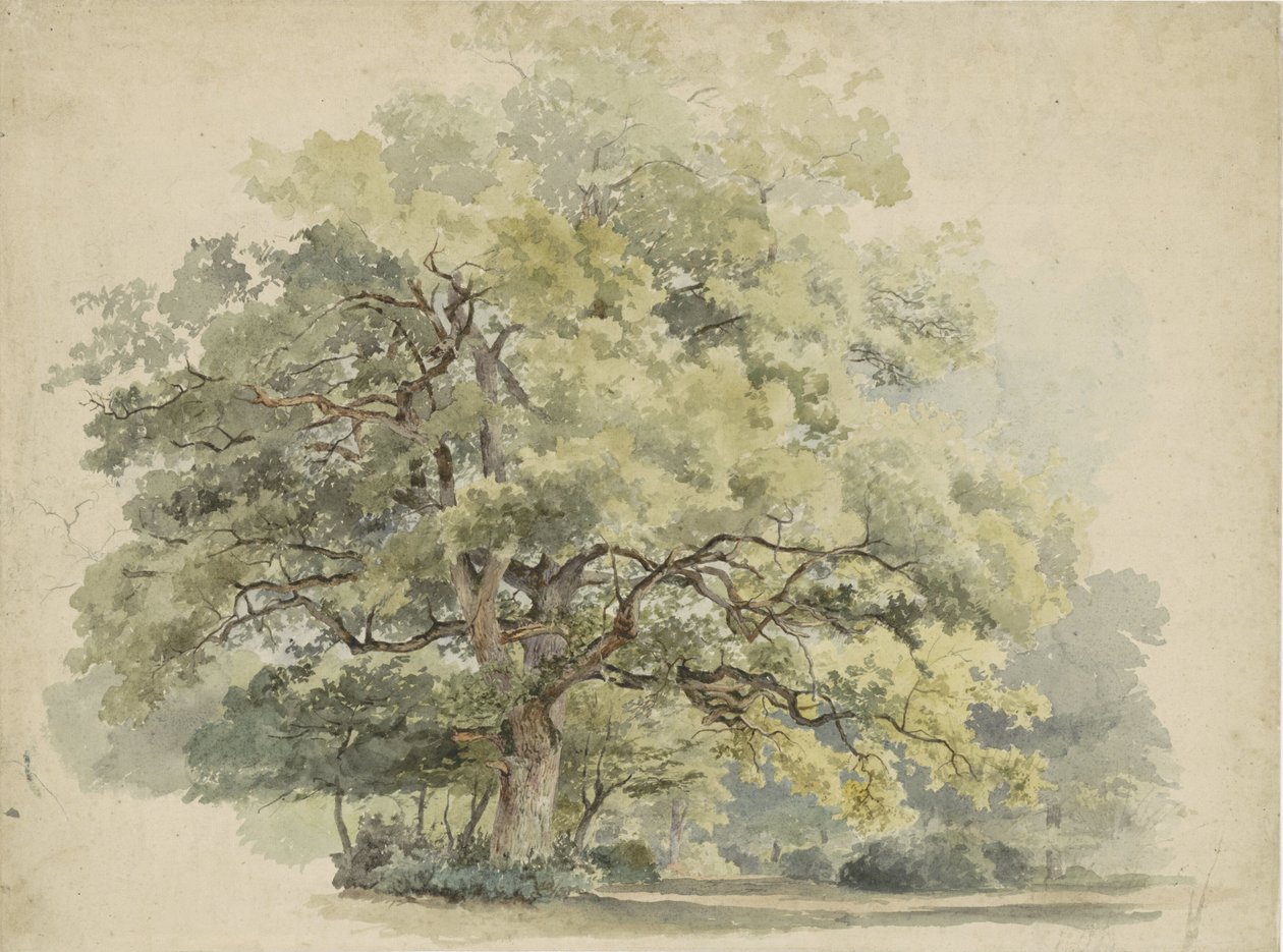Tree Study by George Andries Roth: Buy fine art print
