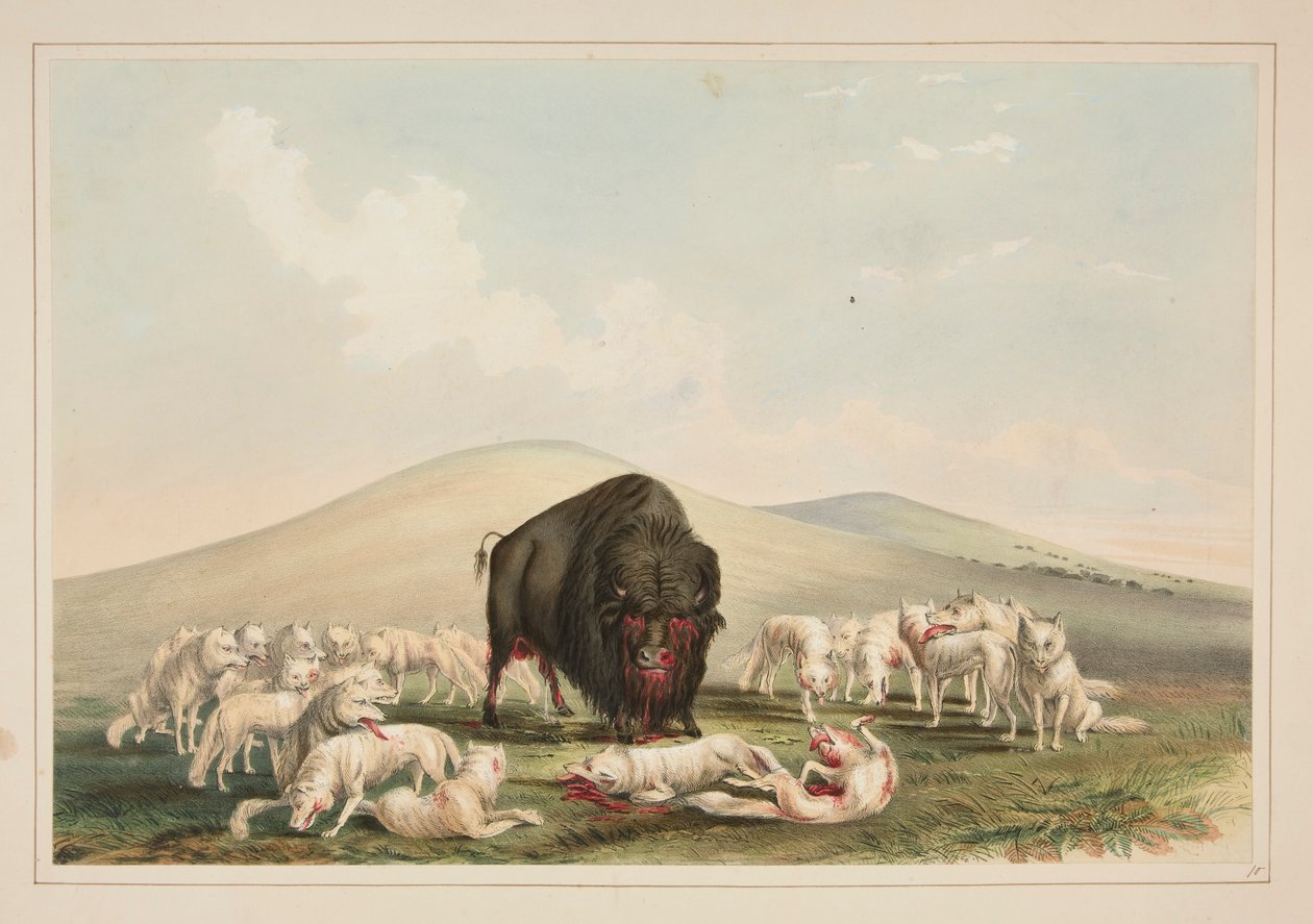 Buffalo Hunt, White Wolves Attacking a Buffalo Bull, pl. 10 from the North American Indian Portfolio by George Catlin