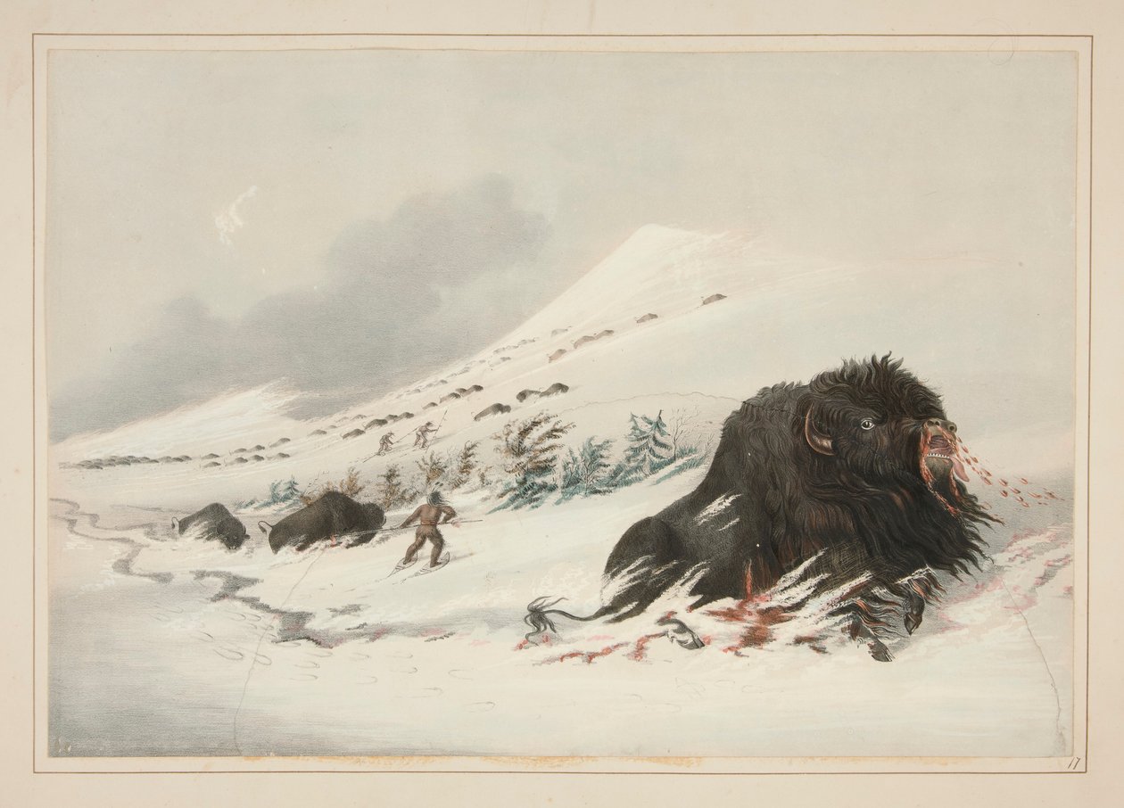 Dying Buffalo Bull, in Snow Drift, plate 17 from the North American Indian Portfolio by George Catlin