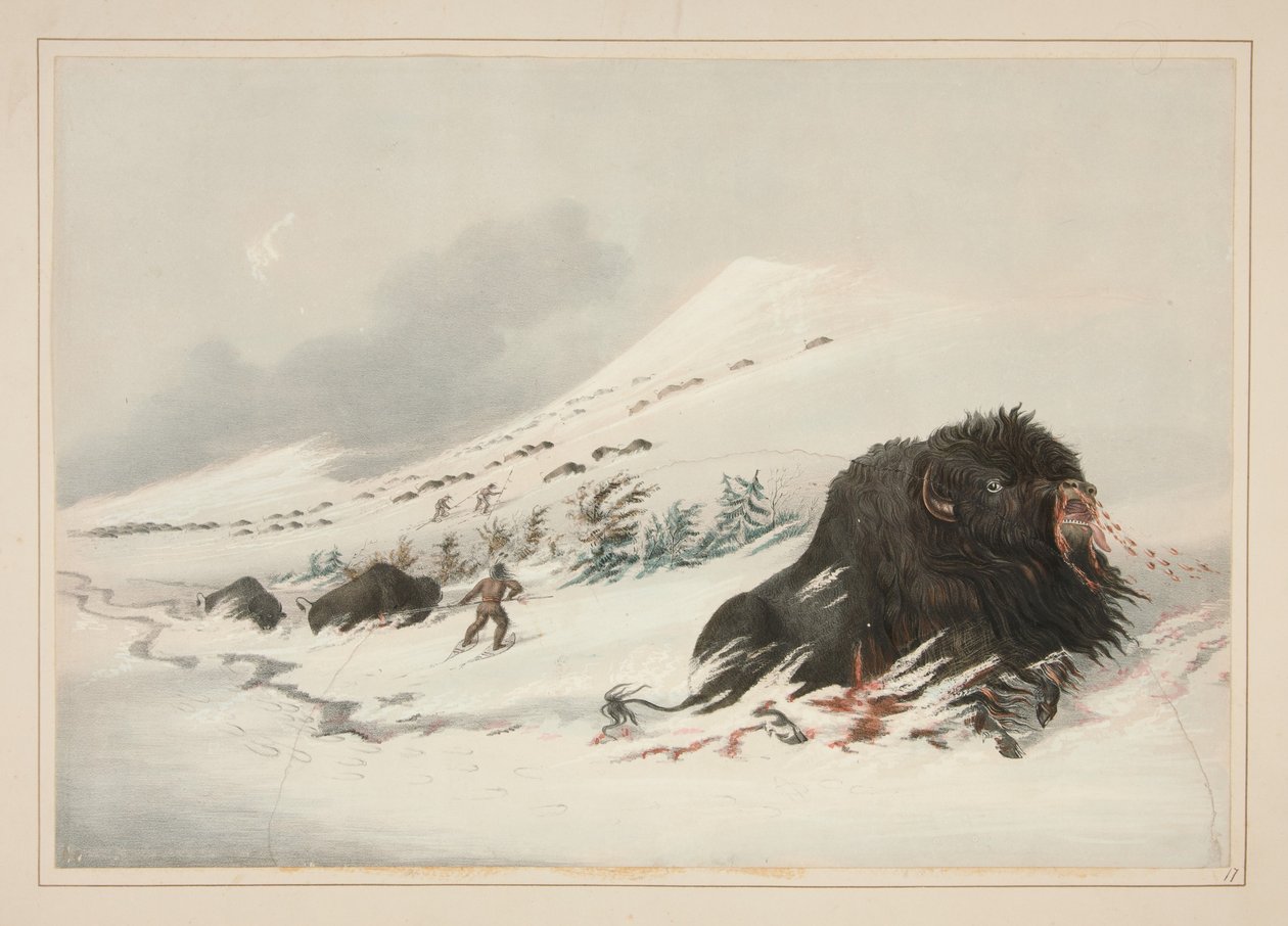 Dying Buffalo Bull, in Snow Drift, plate 17 from the North American Indian Portfolio by George Catlin