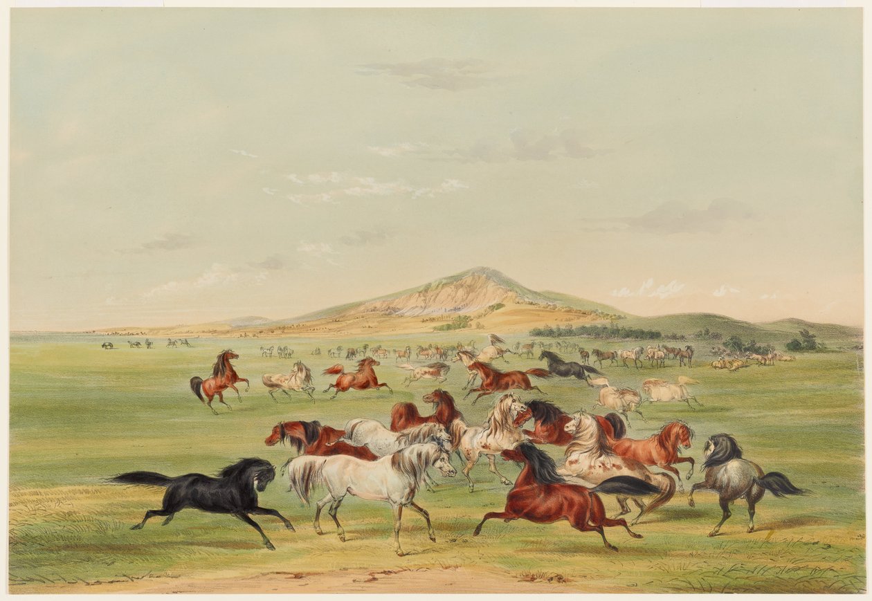 Wild Horses at Play by George Catlin