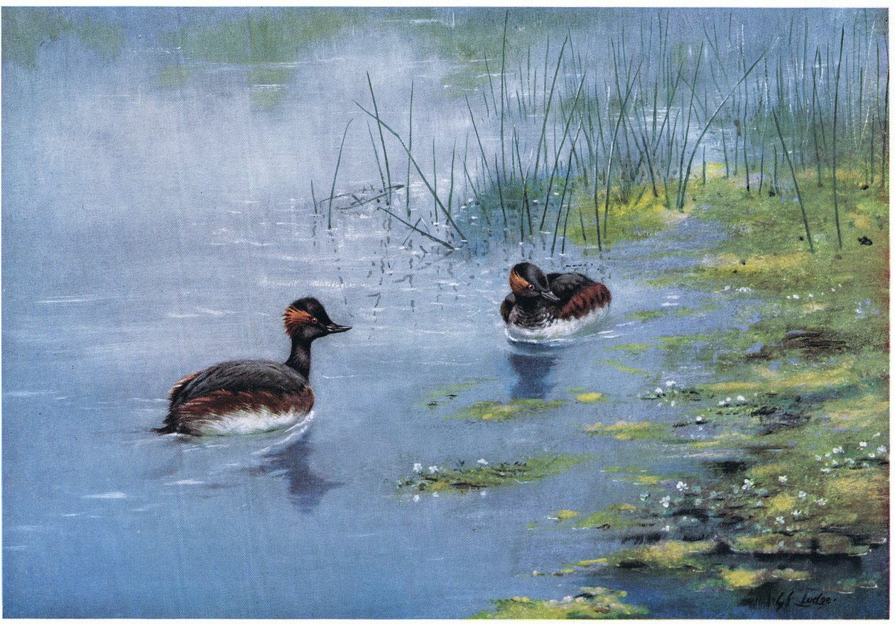 Black Necked Grebe by George Edward Lodge