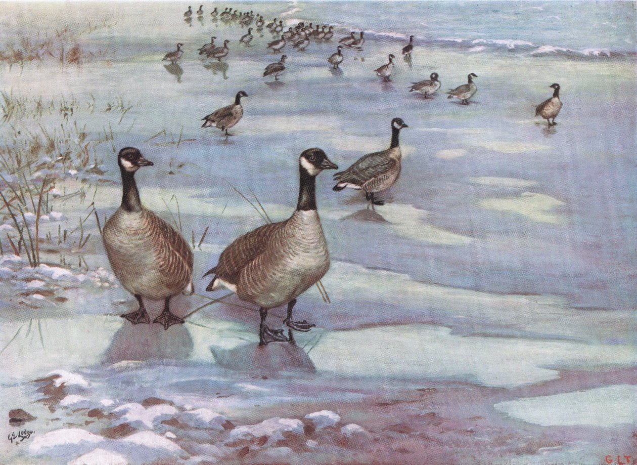 Canada Geese by George Edward Lodge