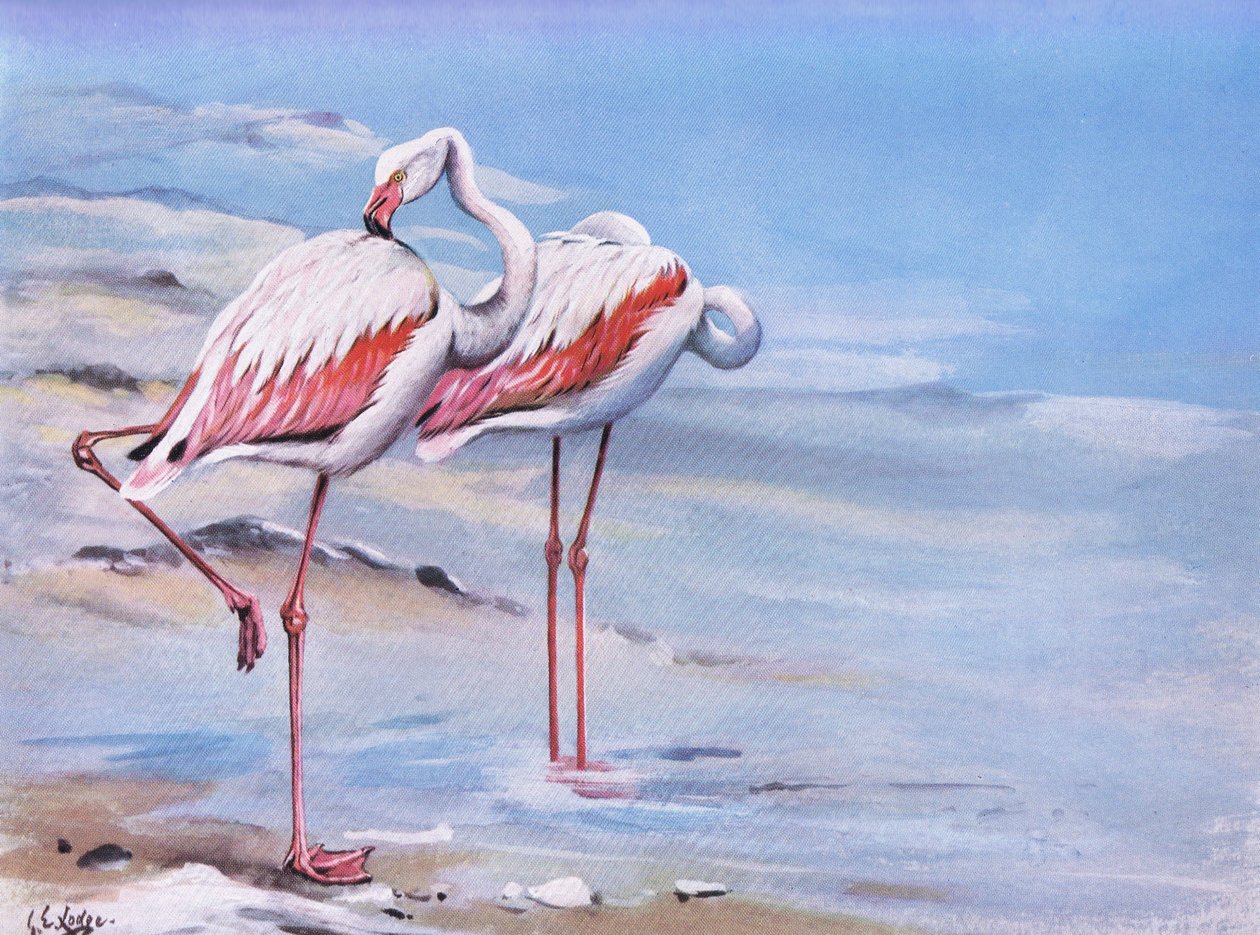 Greater Flamingo by George Edward Lodge