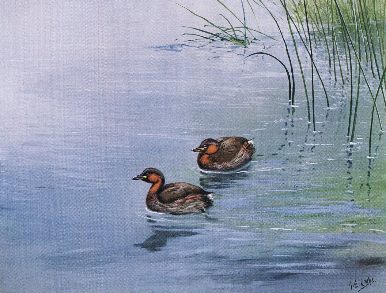 Little Grebe by George Edward Lodge