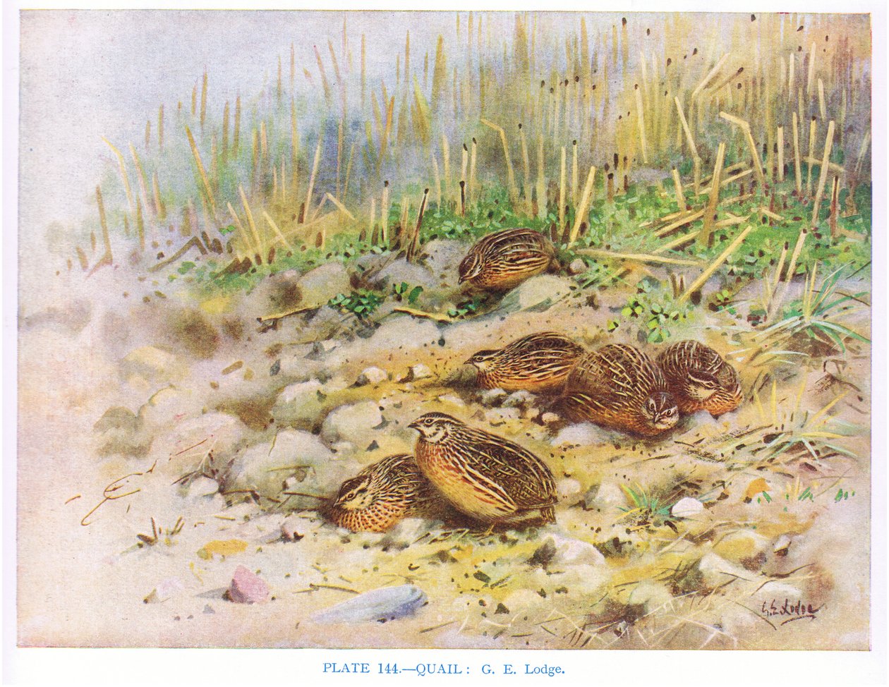 Quails, Illustration from 