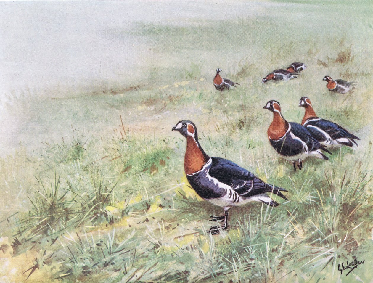 Red Breasted Geese by George Edward Lodge