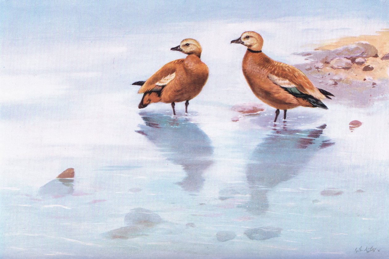 Ruddy Sheld Ducks by George Edward Lodge