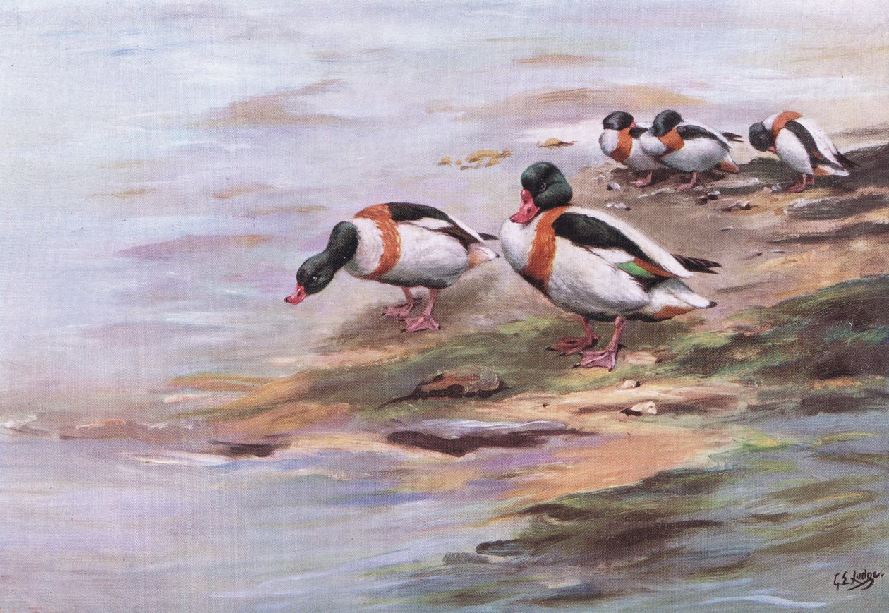 Sheld Ducks by George Edward Lodge
