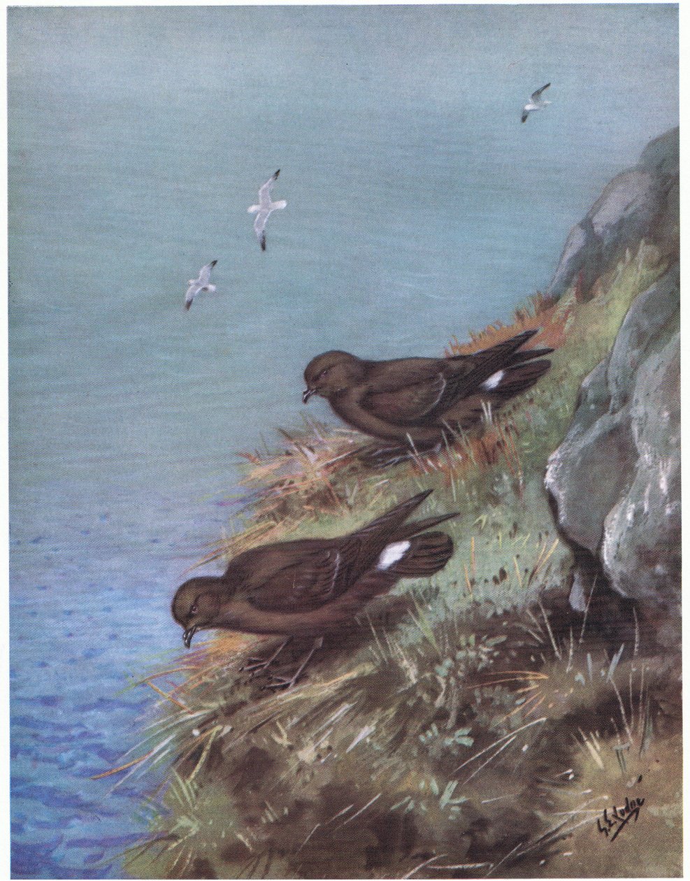 Storm Petrel by George Edward Lodge