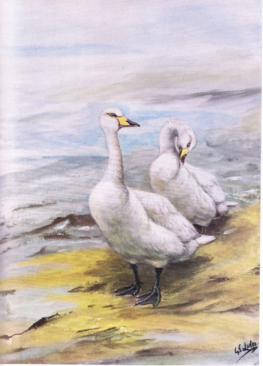 Whooper Swan by George Edward Lodge