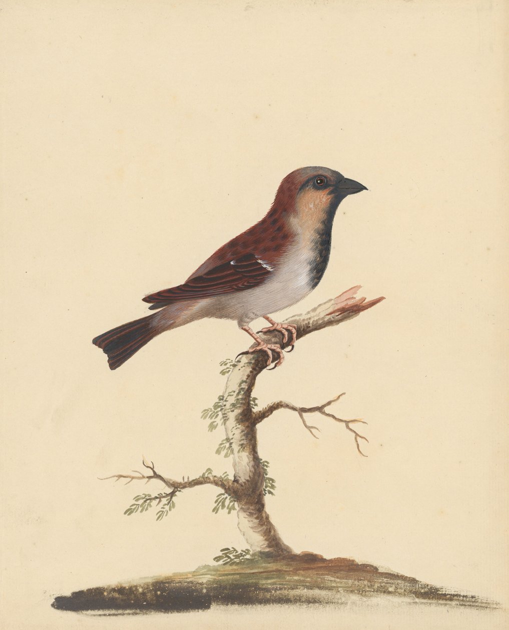 Cock Sparrow by George Edwards