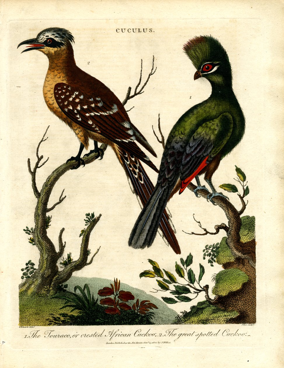 Cuckoo Species by George Edwards
