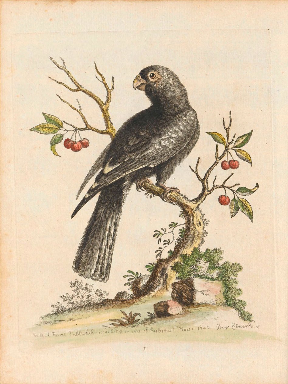 Birds I Singapore Plate 5 by George Edwards