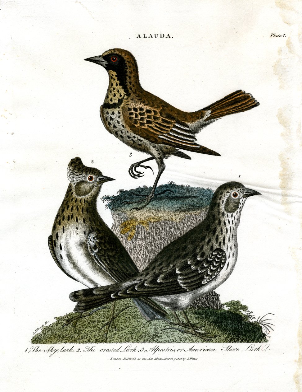 Larks (Alauda) by George Edwards