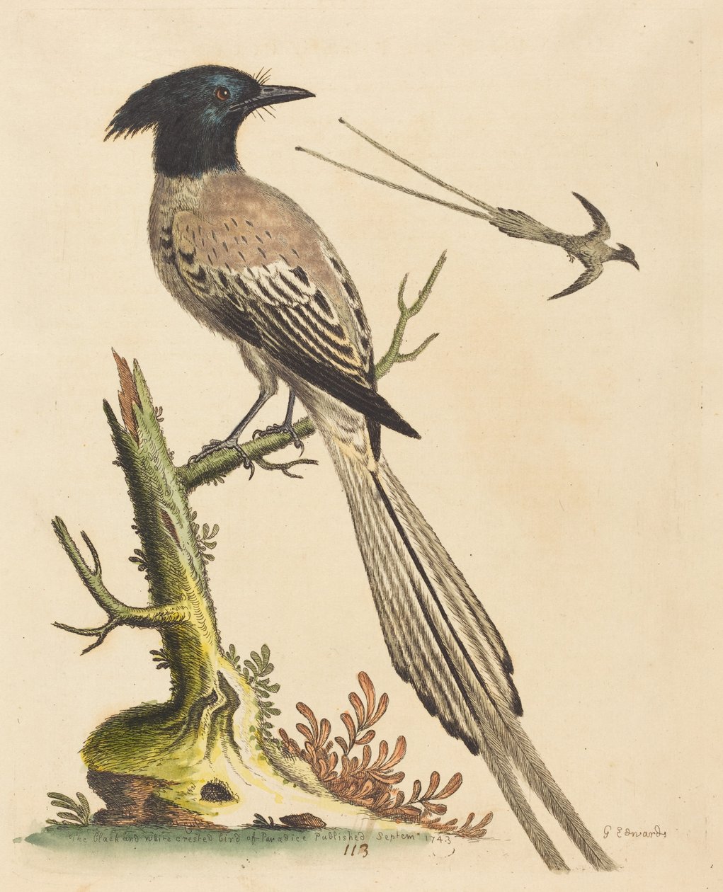 The Black and White Crested Bird of Paradise by George Edwards
