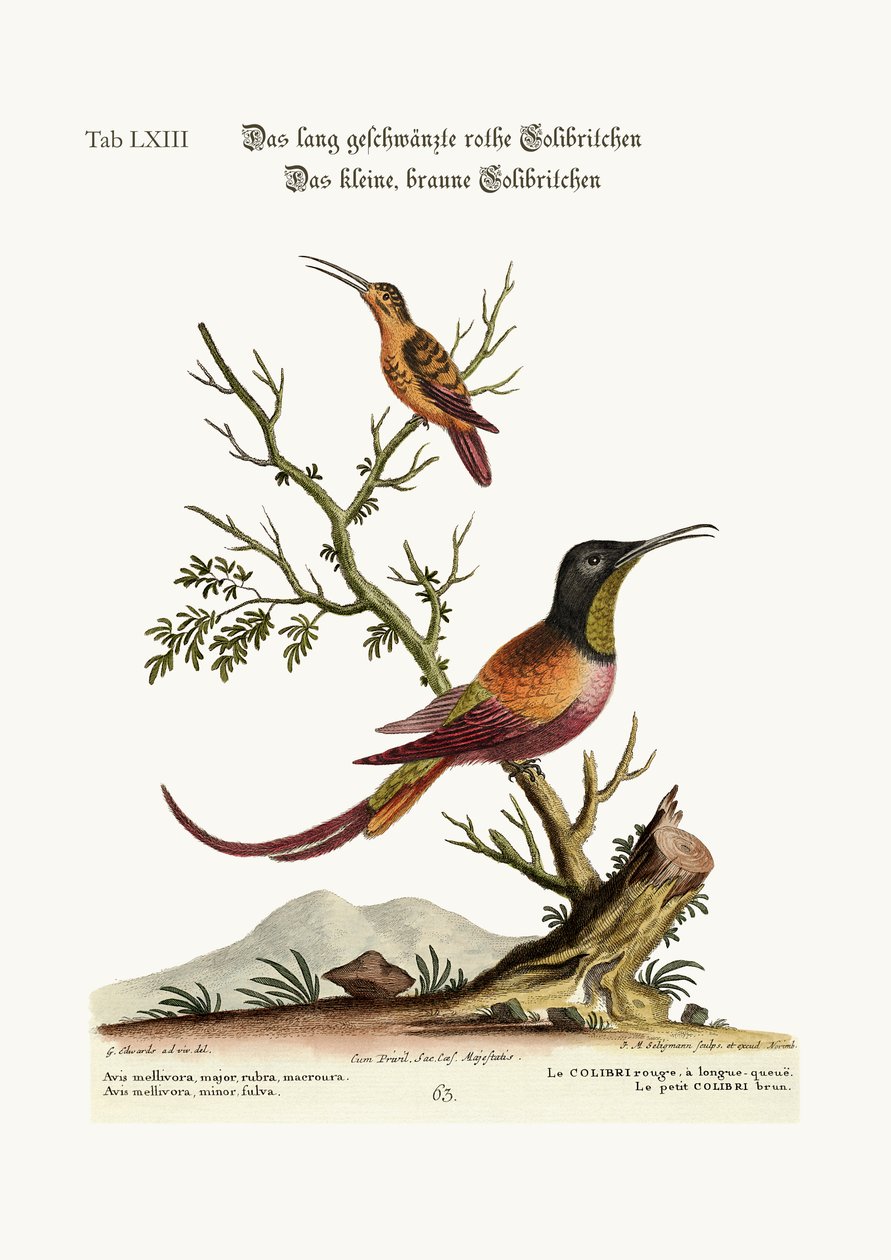The Long-Tailed Red Hummingbird. The Little Brown Hummingbird, 1749-73 by George Edwards