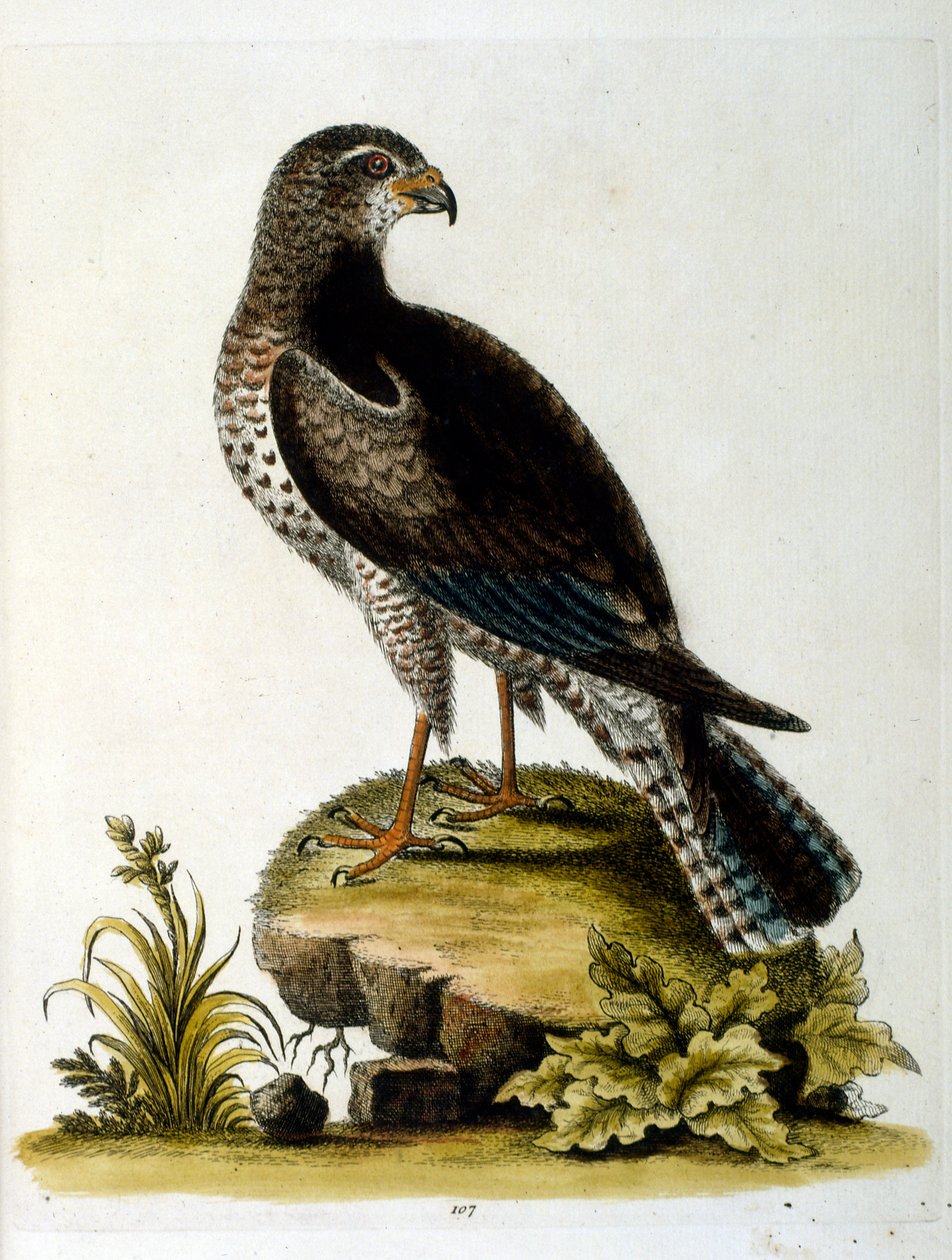 Watercolour Illustration from a Book of Rare Birds by G Edwards 1750 by George Edwards