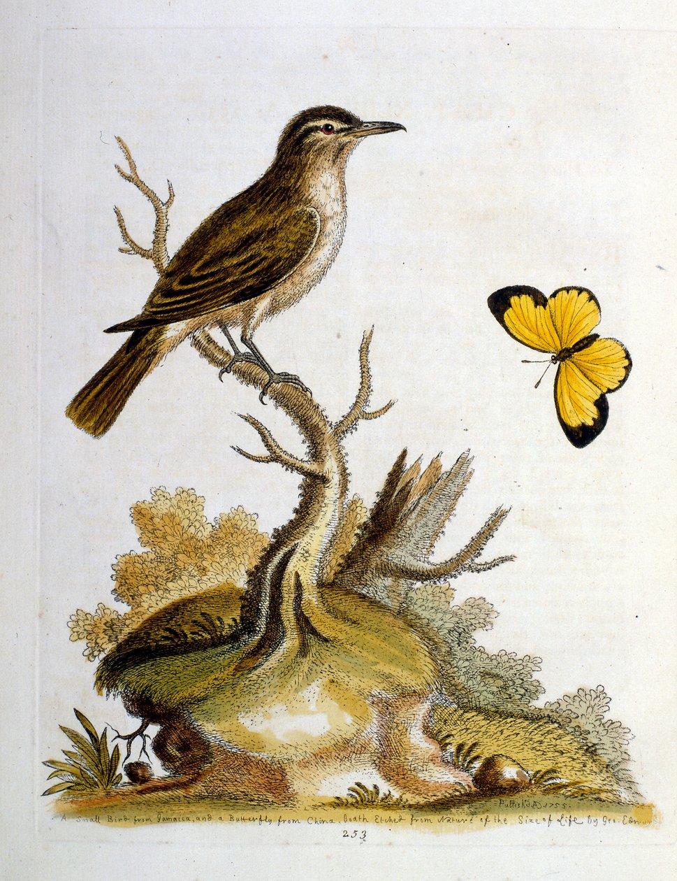 Watercolour Illustration from a Book of Rare Birds by G Edwards 1750 by George Edwards