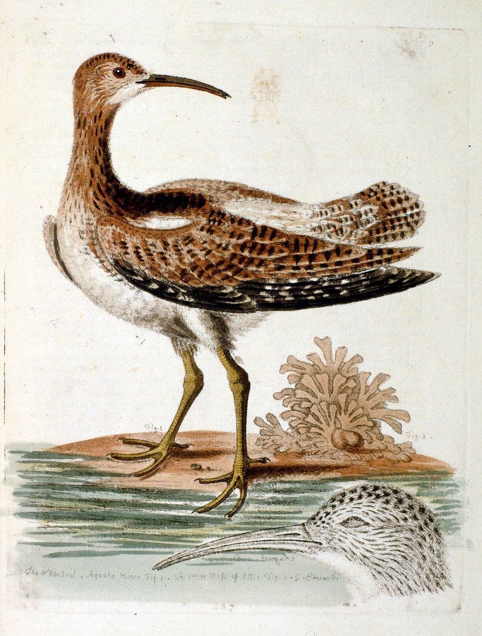 Watercolour Illustration from a Book of Rare Birds by G Edwards 1750 by George Edwards
