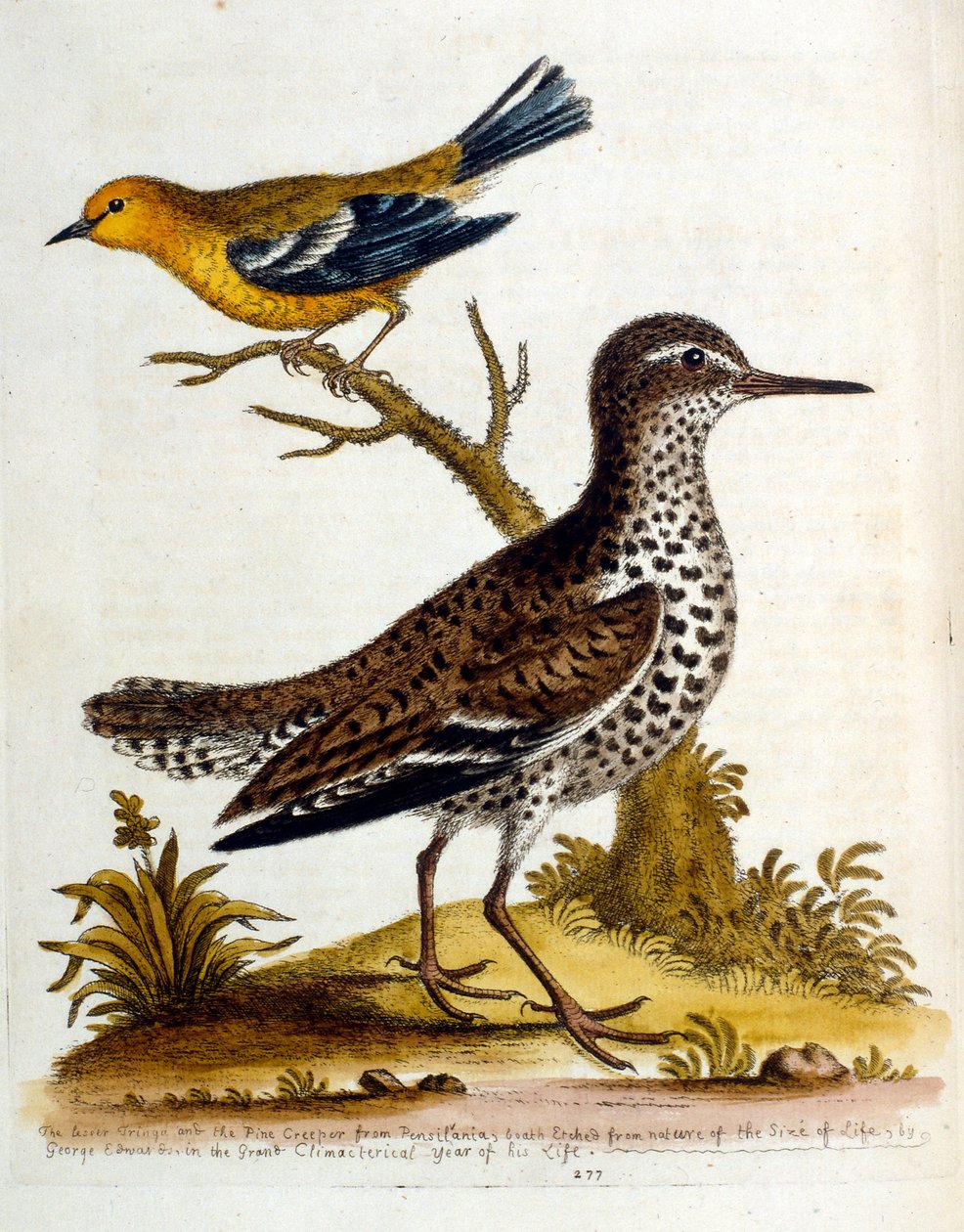 Watercolour illustration from a book of rare birds by G Edwards 1750 by George Edwards