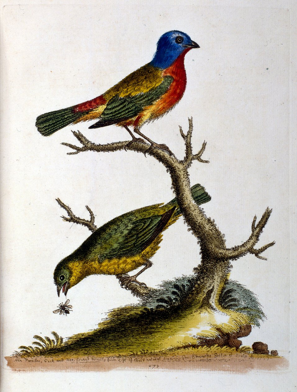 Watercolour illustration from a book of rare birds by G Edwards 1750 by George Edwards