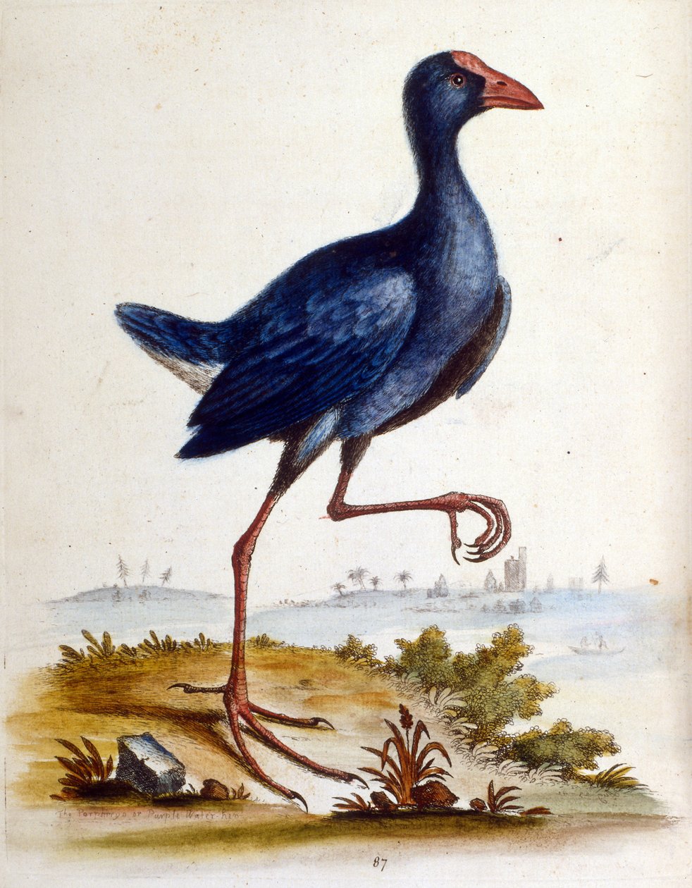 Watercolour illustration from a book of rare birds by G Edwards 1750 by George Edwards