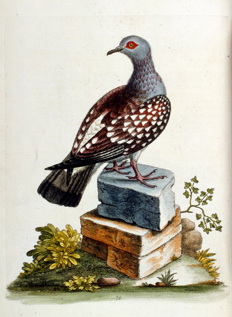 Watercolour Illustration from a Book of Rare Birds by G Edwards by George Edwards