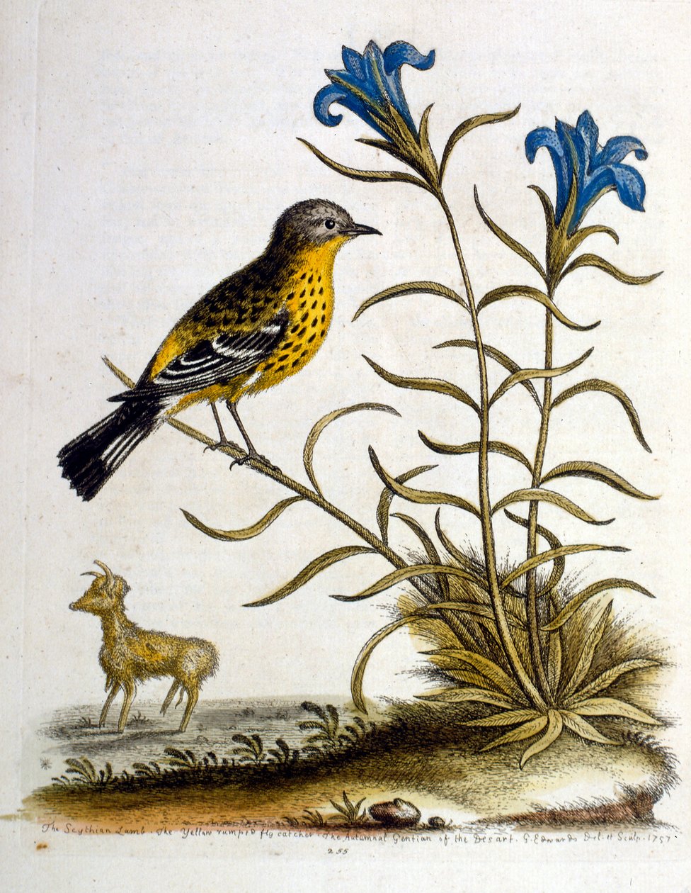 Watercolour Illustration from a Book of Rare Birds by G Edwards by George Edwards