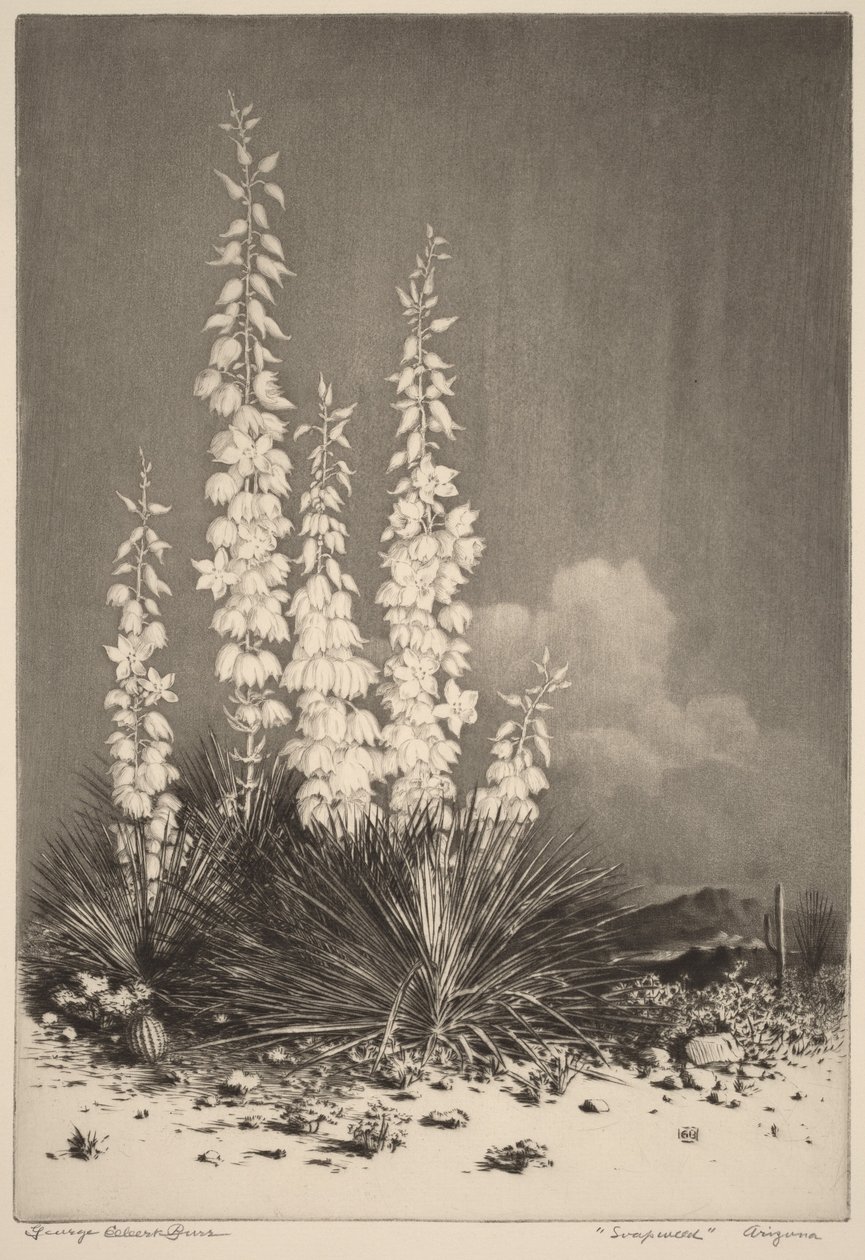 Soapweed, Arizona (no. 2) by George Elbert Burr