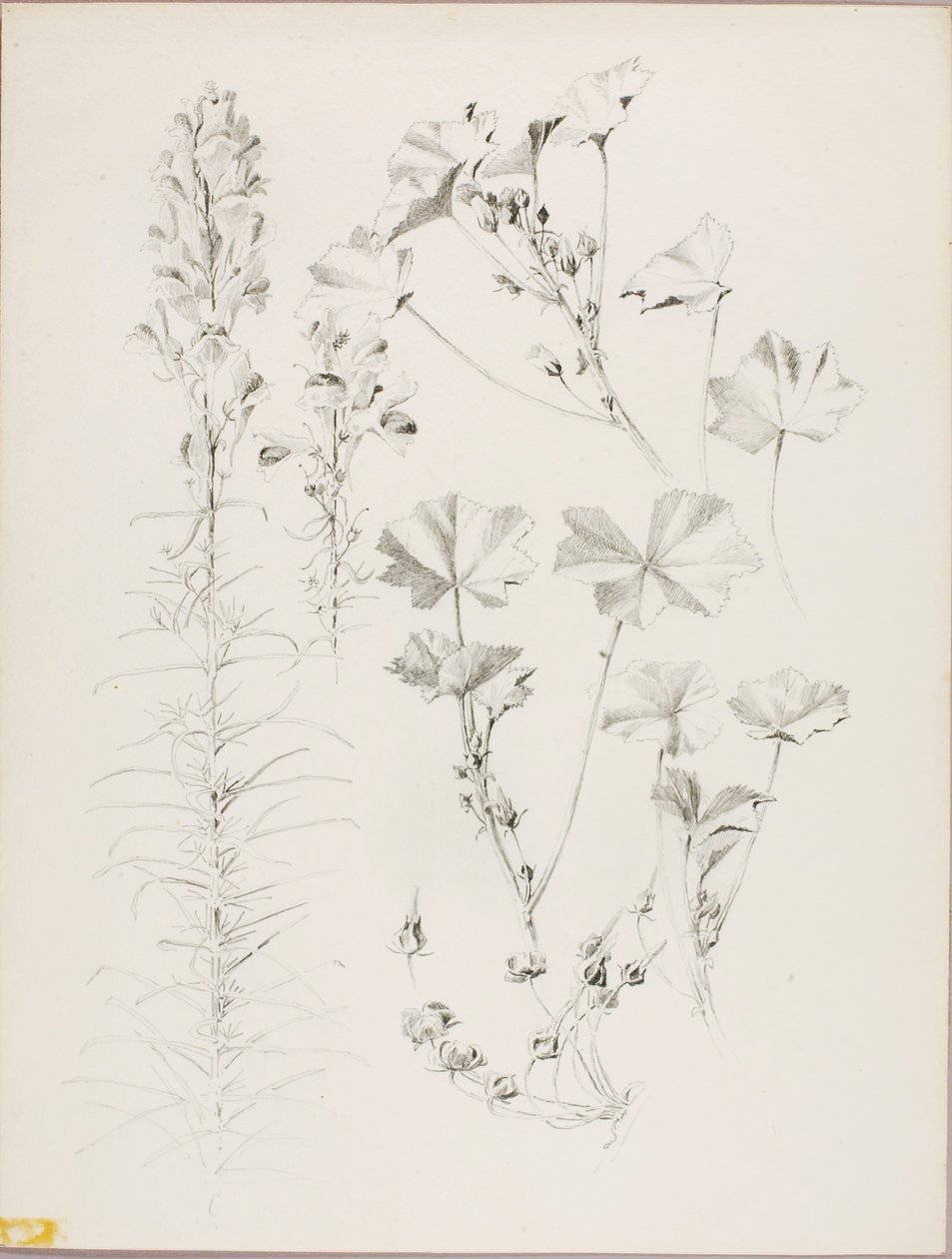 Untitled (Botanical Study) by George Elbert Burr