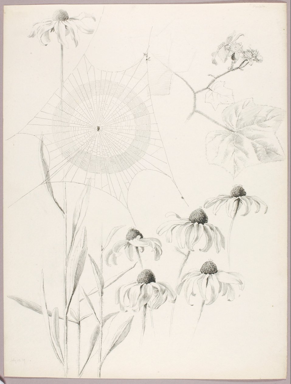 Untitled (Spiderweb and Daisies) by George Elbert Burr