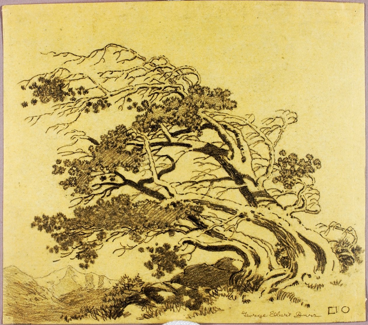 Untitled (transfer drawing for Pines in Wind, Estes Park) by George Elbert Burr