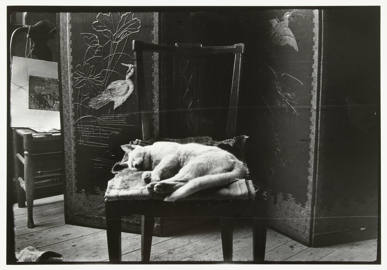 Cat on a chair in Breitner