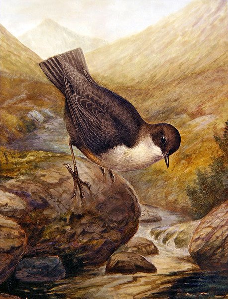 Dipper by George James Rankin: Premium art reproduction