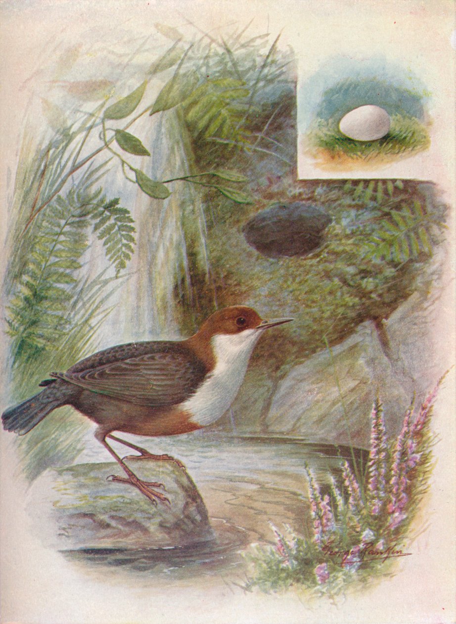 Dipper or Water-Ousel - Cinclus aquaticus