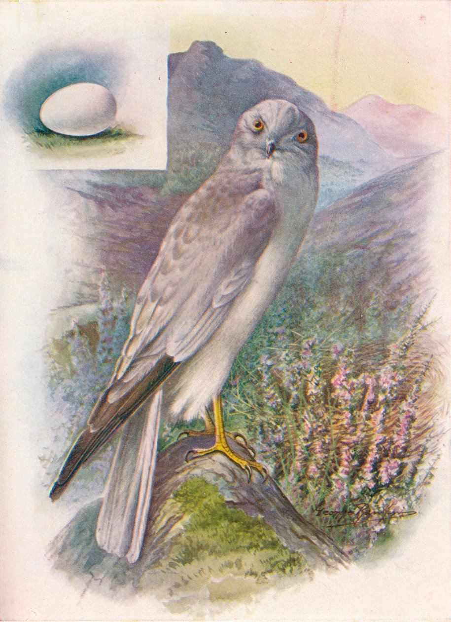 Hen-Harrier - Circus cyaneus, 1910 by George James Rankin