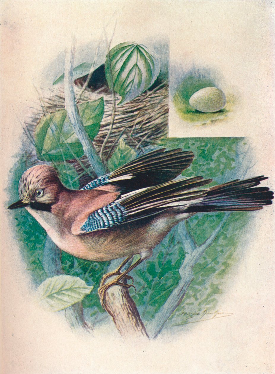 Jay- Garrulus glandarius, c1910 by George James Rankin