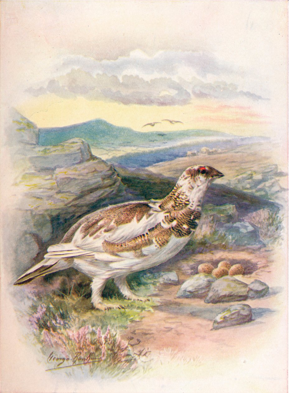 Ptarmigan - Lagopus mutus by George James Rankin