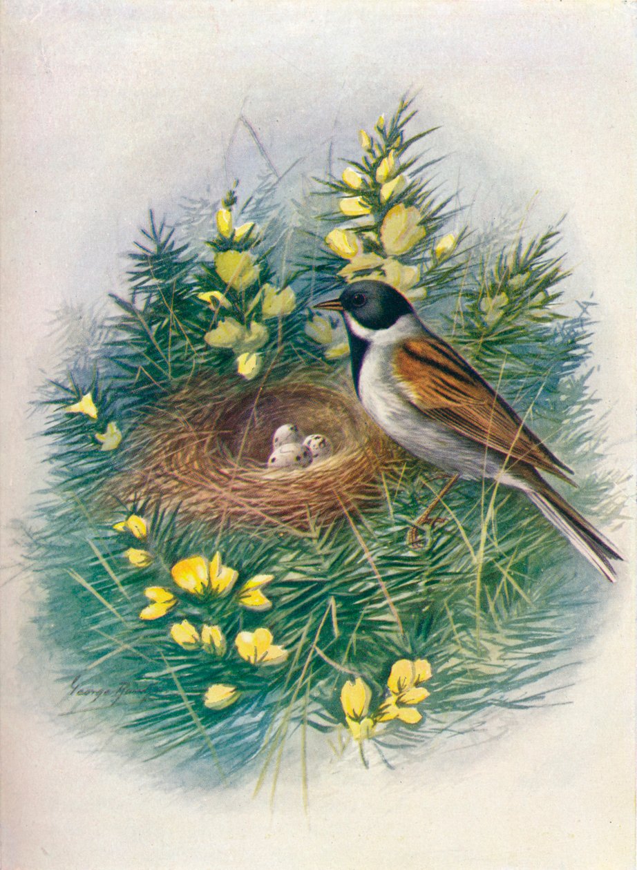Reed Bunting, c1910 by George James Rankin: Fine art print