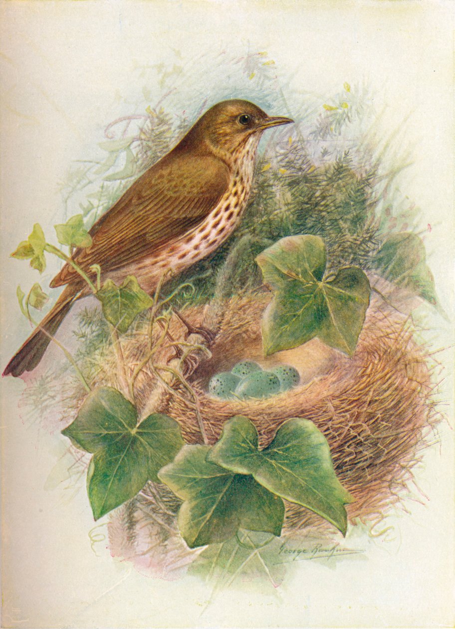 Song-Thrush or Mavis - Turdus musicus by George James Rankin