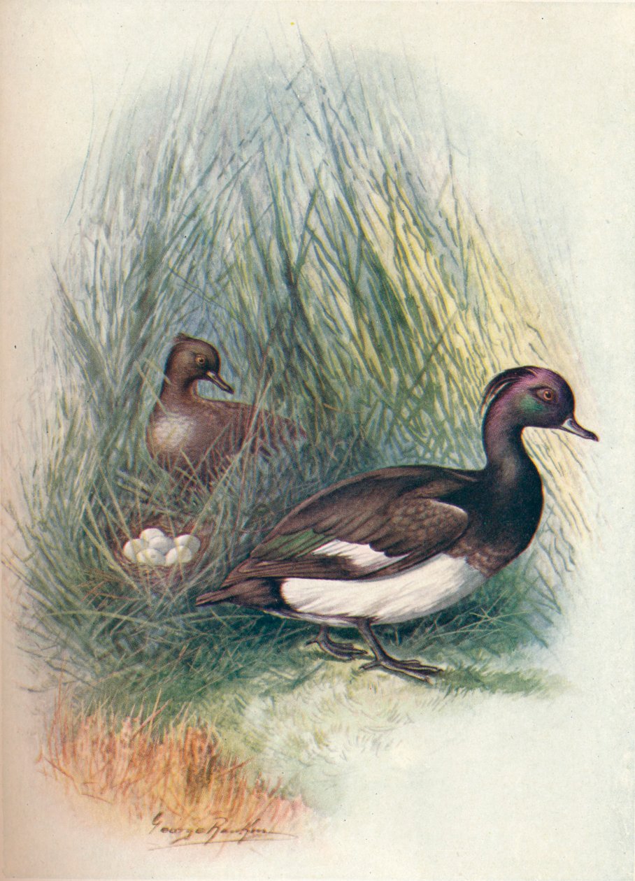 Tufted Duck - Fuligula Cristata by George James Rankin