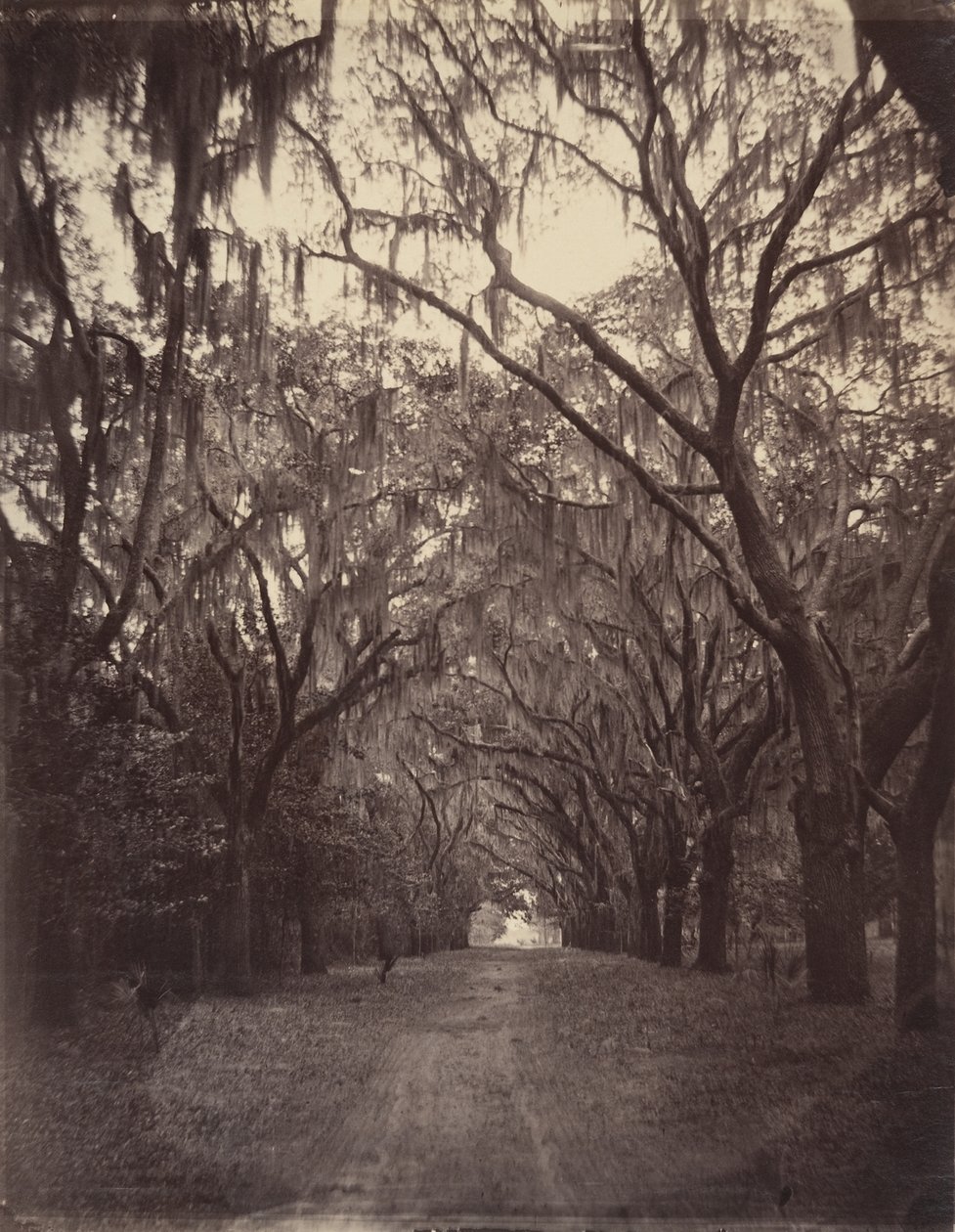 Bonaventure Cemetery, Four Miles from Savannah by George N. Barnard