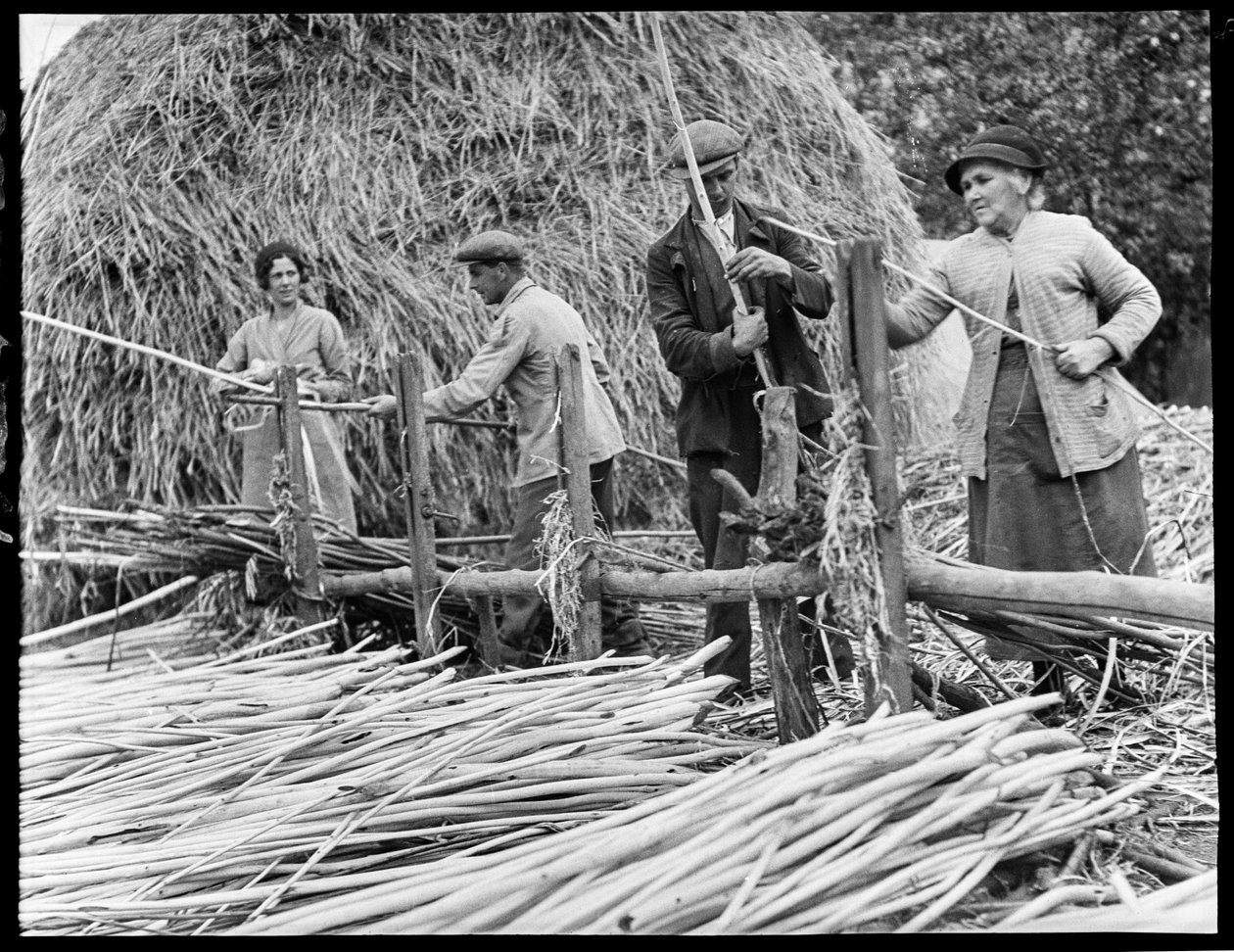 Osier strippers at work in Baughurst by George R. Long