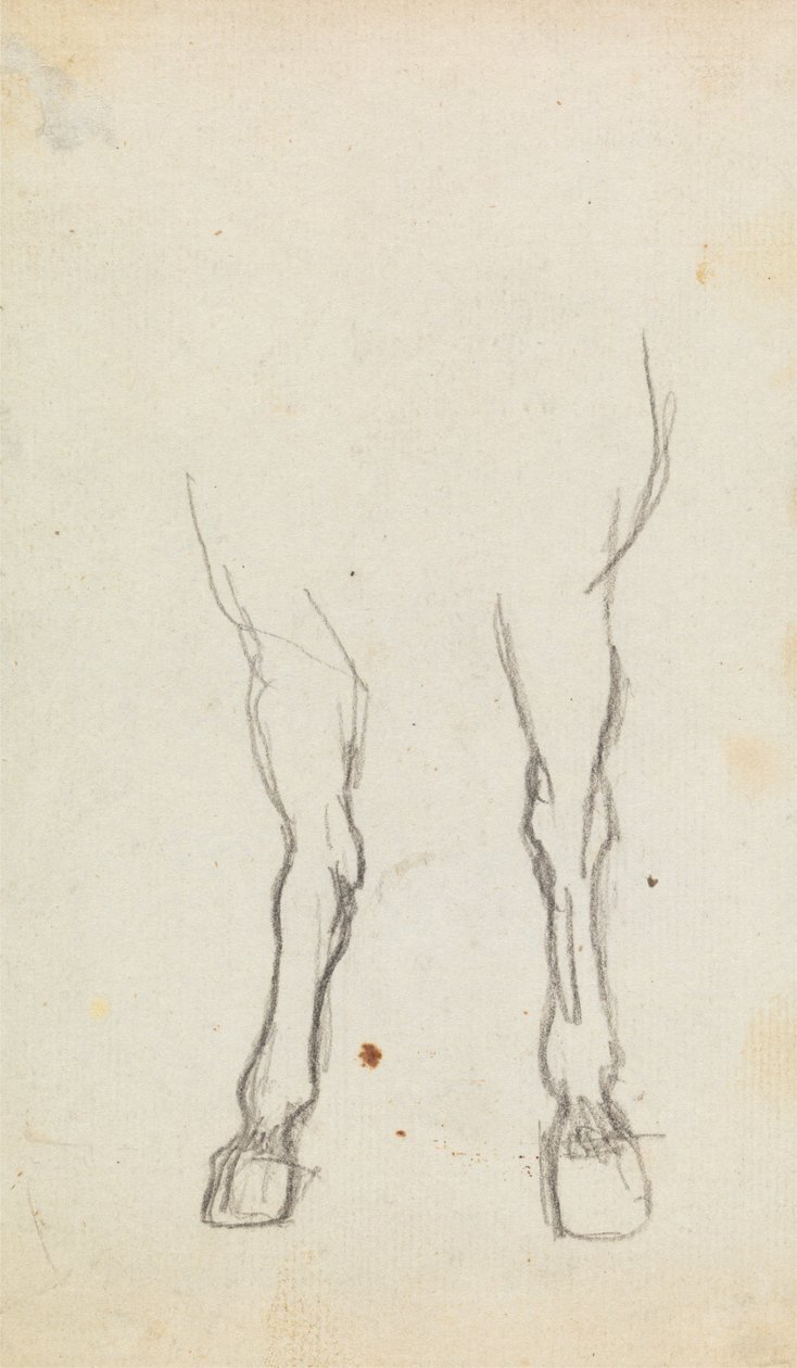 Study of a Horse