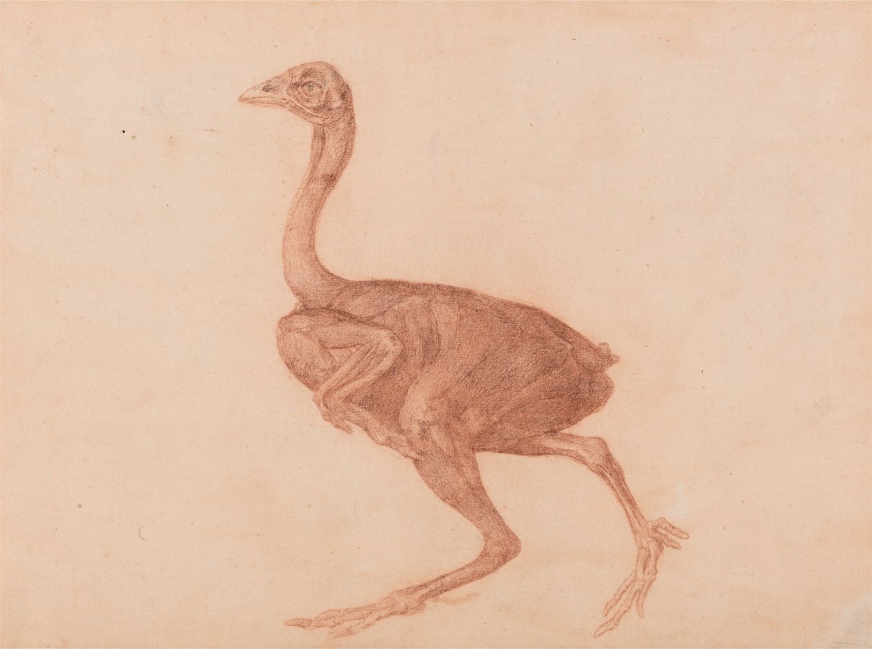 Comparative Anatomical Exposition of the Human Body with a Tiger and a Common Fowl: Dorking Hen, Lateral View by George Stubbs
